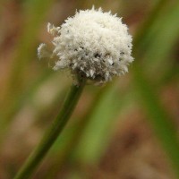 Eriocaulon quinquangulare L.